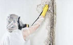 Professional Mold Removal in Fitchburg, WI